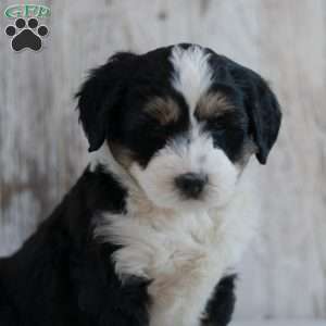 Flossie, Mini Bernedoodle Puppy